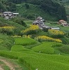 長野のお米