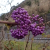 紫の実が冬でも目立ちました　オオムラサキシキブ