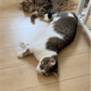 ぬいぐるみのものまねをするきなこもちとあんころもち♪