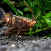 サカサナマズ｜Upside-down Catfish｜Synodontis nigriventris
