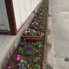 花壇の植え替え～暑さに負けず頑張ってます～