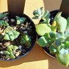 🌵多肉植物  終わりのない多肉狩り😝 ルペストリス他🌵