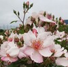 ピンクサクリーナ 京成バラ園