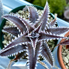 Dyckia 'Sky walker' の生育記録＆BBY流の育て方