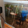 金魚が浮いてもエサを諦めない①