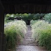 花の旅　奈良　萩こぼれる白毫寺と世界遺産の元興寺へ　ふじい