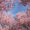 桜、咲く。　昼