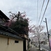 今日の福井の桜　足羽川原にて