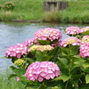 花めぐり：多古町あじさい公園