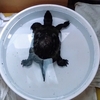 ゼニガメいまだ冬眠せず