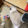 ふくちゃんののんびり年末
