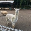 【ダチョウ王国】アルパカに群がられる