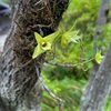 高知③ 牧野植物園① 一般編