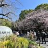 🌸上野恩賜公園 桜の開花状況です😊