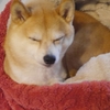すっぽりどんぶらこっこ、だよ