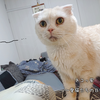 ふみふみする愛猫メイ。