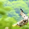梅雨晴間の奥物部遊山　瑠璃鳥