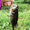 👊パンチング習得🐟