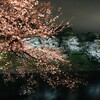 千鳥ヶ淵で夜桜を見てきました！満開です！華金です！最高です！！ただめっちゃ寒いです！！！