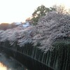 江戸川橋の桜