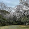 鎌倉源氏山公園：寿福寺口から登つた最初の広場の桜はほぼ満開で，なかなか見応えがありました．ただし源氏山で一番の桜の樹は，英勝寺の墓園内のる二本の桜だと思います．残念ながら近くで見ることはできなくなつていますが．源氏山を下りたところの寿福寺墓地内のハクモクレンも立派です．　おおらかに此処を楽土とする如し白木蓮の高き一もと　与謝野晶子