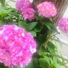 2020年6月1日の朝　6月は父の月ですね♪〜ピンクの紫陽花の花言葉〜