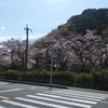 お散歩、花見をして来ました。
