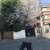 暮らしの中の花見のひととき