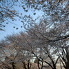 鴻巣公園で花見　2011