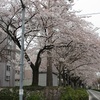 日本五大桜「石戸蒲ザクラ」満開の桜街道と菜の花さんぽ　　　2015.4.4