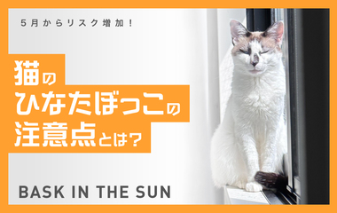 5月からリスクが高まる「猫の熱中症」にご用心