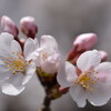 お散歩桜　その弐