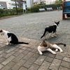 猫がたくさんいる公園