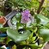 浮草に花咲き付けて風薫る