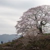 2018年の振り返り④　毎年恒例、醍醐桜