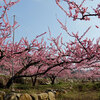 中央道・釈迦堂PA周辺の桃の花