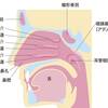   【基礎から学ぶ】鼻の構造と嗅覚【解剖生理学】