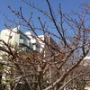 20130306_iPhoneで春の蕾を撮る方法