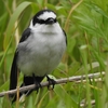 鳥インフルエンザの流行　～早く鎮静化して！～　　　野鳥の紹介「サンショウクイ」