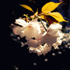 桜（散歩写真）