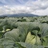 現在13種類の野菜を管理中。呼吸するが如く、野菜管理できるようになりたい。