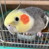 パルのスイッチを切る