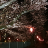 柿生の夜桜