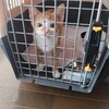 子猫を保護しました