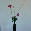 秋明菊の花あしらい