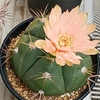ペンタカンサの花