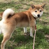 柴犬あきとの生活　144