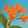 Guarianthe aurantiaca`Orchid  Crown'  