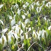 駒止湿原　水芭蕉（大谷地）