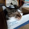 箱入りだけど箱違い😽😸